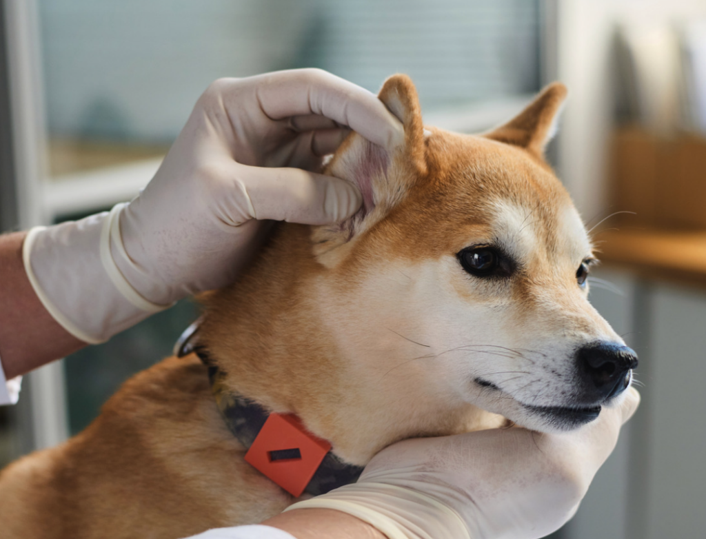Next-Gen Ear Care: Modern Strategies for Mastering Canine Otitis Externa